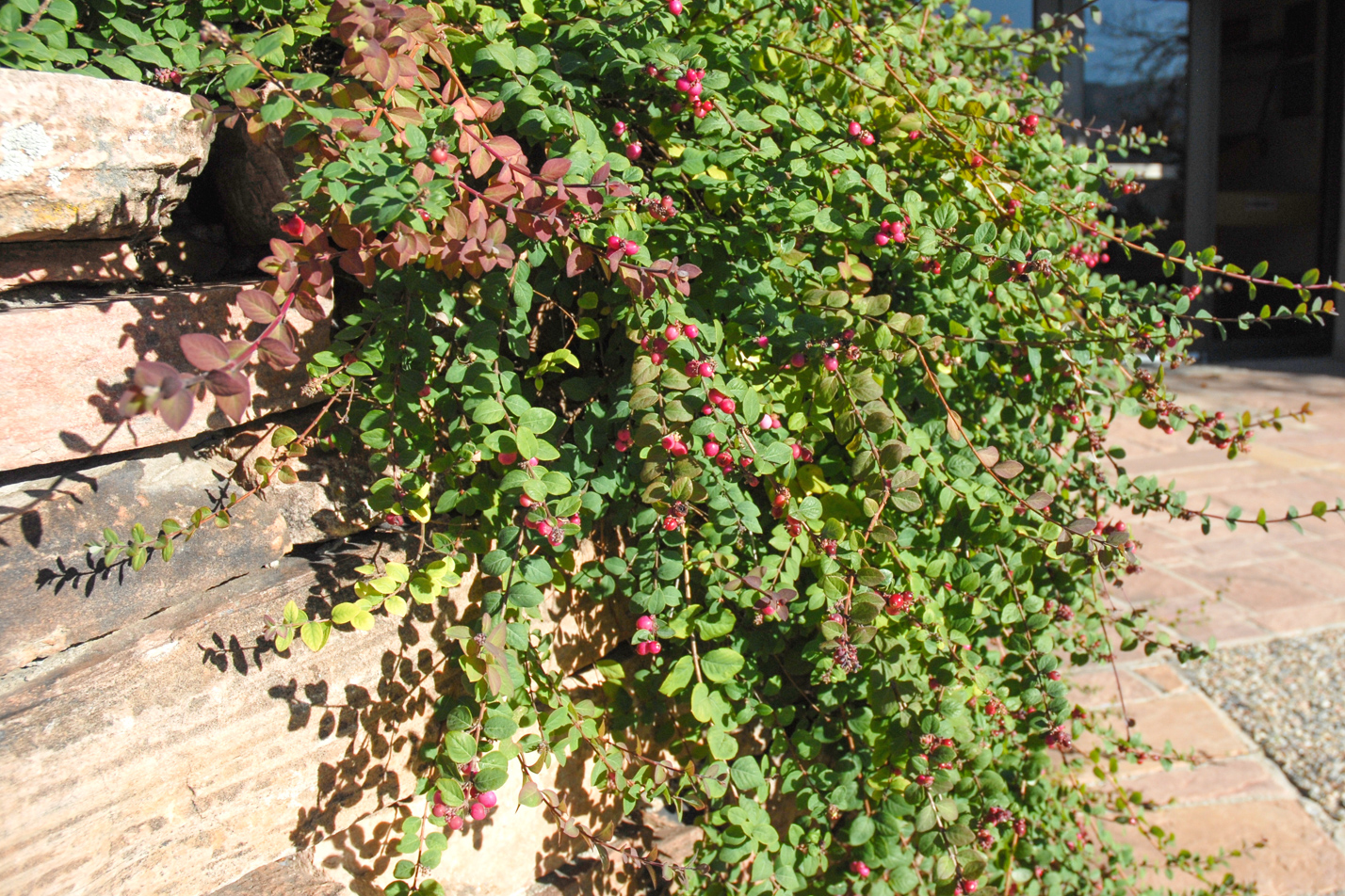 Hancock Coralberry